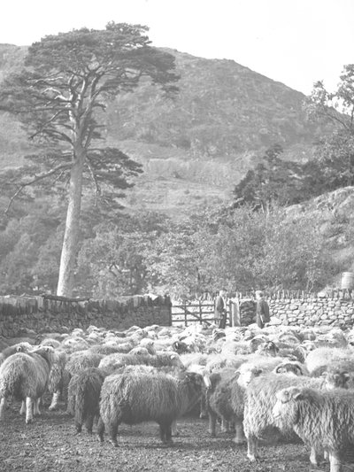 Schafherde im Vordergrund von Joseph Hardman