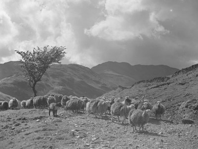 Schafherde mit Hügeln im Hintergrund von Joseph Hardman
