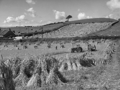 Traktor im Feld erntet Weizen mit Binder von Joseph Hardman
