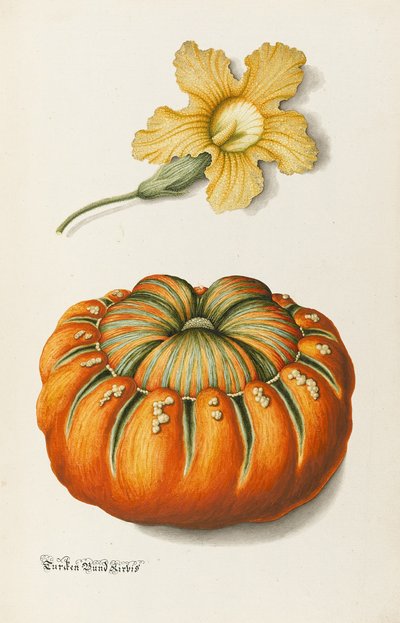 Zucchini und ein Kürbis von Joseph Jacob Plenck