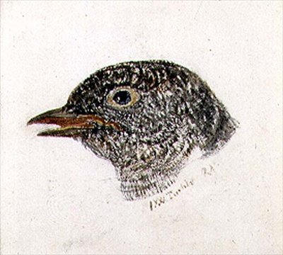 Kuckuck, aus dem Farnley Buch der Vögel, ca. 1816 von Joseph Mallord William Turner
