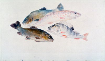 Studie von Fischen: Zwei Schleien, eine Forelle und ein Barsch, ca. 1822-1824 von Joseph Mallord William Turner
