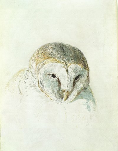 Weiße Schleiereule, aus The Farnley Book of Birds, ca. 1816 von Joseph Mallord William Turner