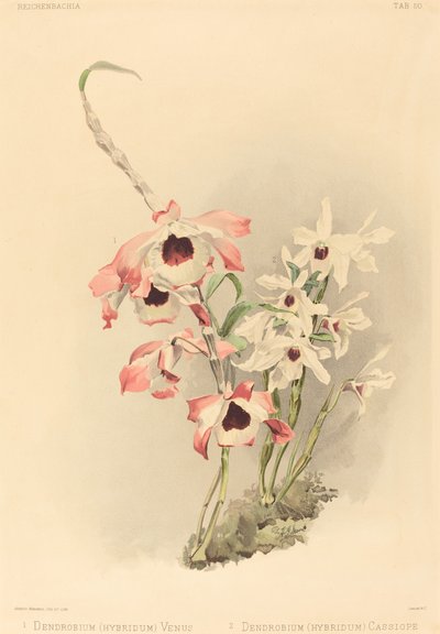 Dendrobium Hybridium Venus und Dendrobium Hybridium Cassiope von Joseph Mansell