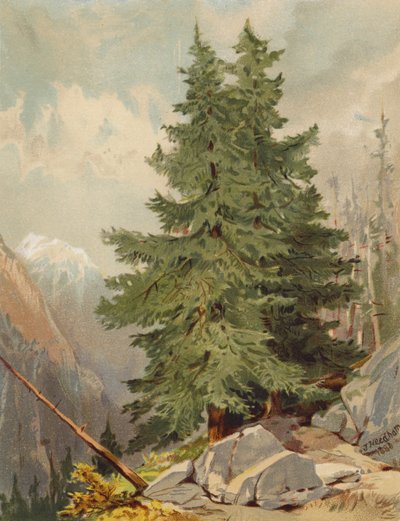Die Lärche, Alpenlandschaft von Joseph Needham
