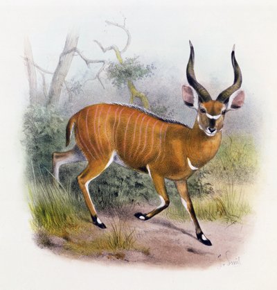 Der Breitgehörnte Antilope, aus 