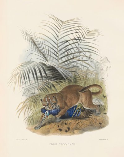  von Joseph Wolf