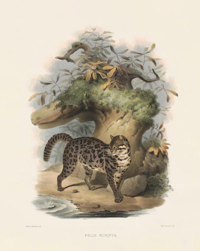  von Joseph Wolf