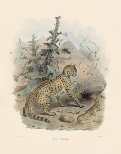 von Joseph Wolf
