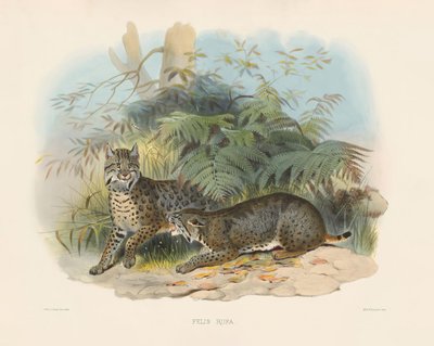  von Joseph Wolf