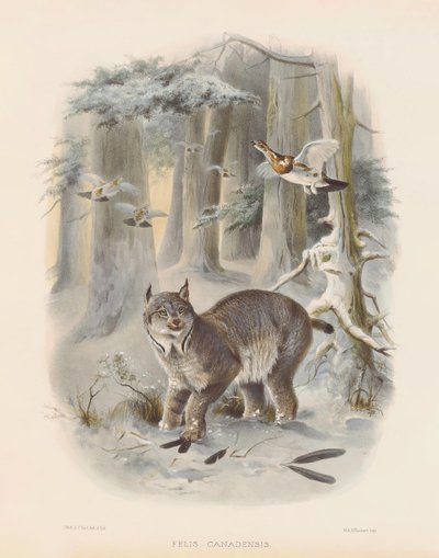  von Joseph Wolf