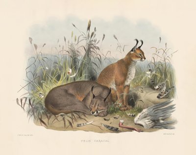  von Joseph Wolf