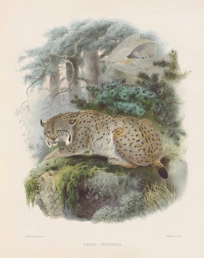  von Joseph Wolf