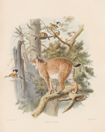  von Joseph Wolf