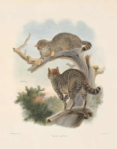  von Joseph Wolf