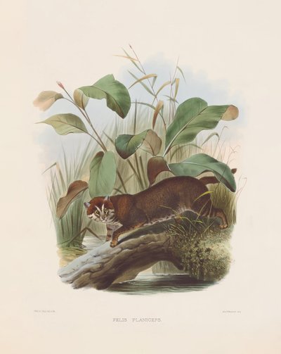  von Joseph Wolf