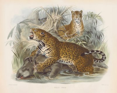 von Joseph Wolf
