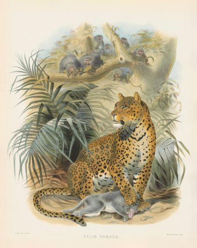  von Joseph Wolf