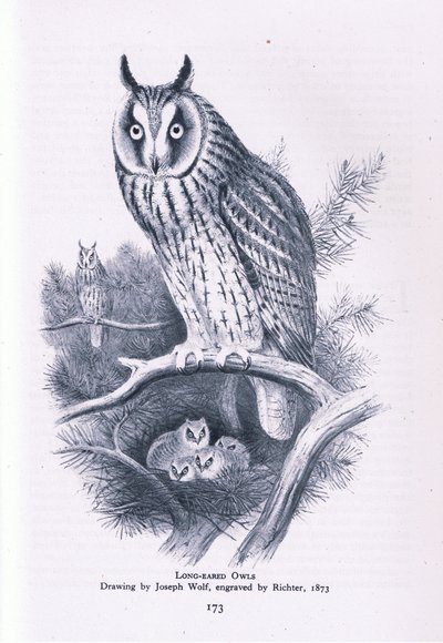 Waldohreule, Natur in Großbritannien veröffentlicht von Collins, 1946 von Joseph Wolf