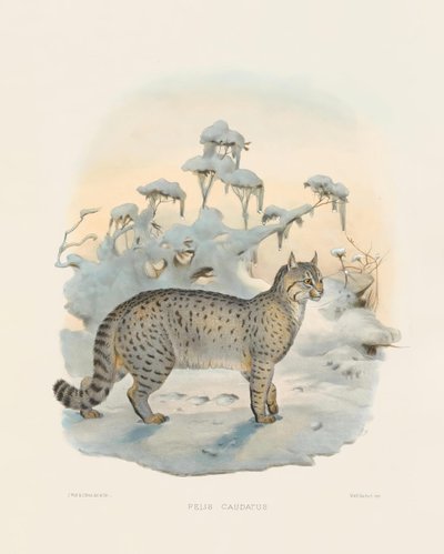  von Joseph Wolf