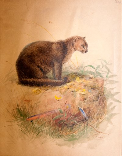 Yaguarundi-Katze, 1851-69 von Joseph Wolf