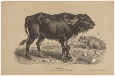 Büffel von Joseph Zephyris Gengembre