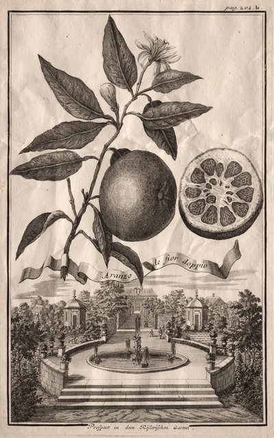 Nürnbergische Hesperides: Aranzo de fior doppio von Joseph de Montalegre