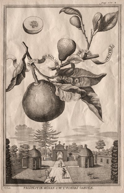 Nürnbergische Hesperides: Limon bergamotto personzin gientile, 1714 von Joseph de Montalegre