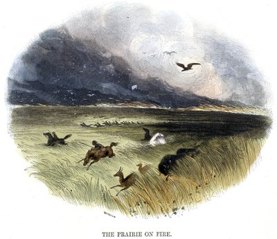 Prärie in Flammen, aus Phänomene der Natur, 1849 von Josiah Wood Whymper