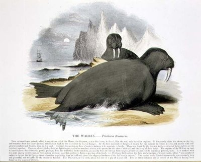Das Walross (Trichecus rosmarus), pädagogische Illustration veröffentlicht von der Society for Promoting Christian Knowledge von Josiah Wood Whymper