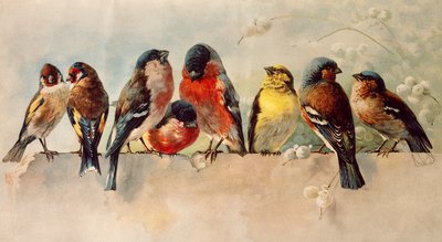 Vögel von Josse Photo