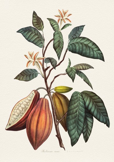 Botanische Kakaopflanze von Juan Hernaz