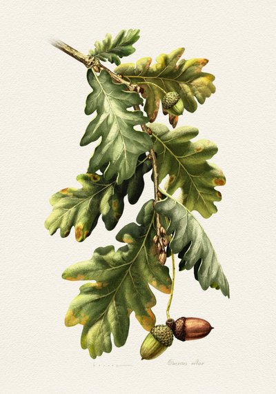 Botanische Eichel der Eiche von Juan Hernaz