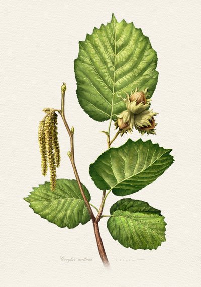Haselnusszweig Botanisch von Juan Hernaz