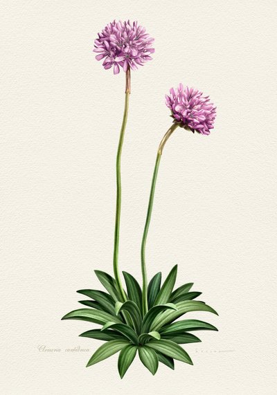 Lila Botanische Blüte von Juan Hernaz