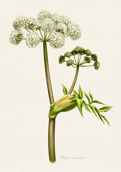 Weiße Angelika botanische Illustration von Juan Hernaz