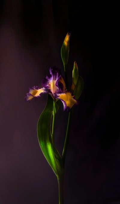 Lebendige Irisblüte von Judy Tseng