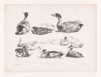 Studien von Gruppen liegender Enten von Jules Joseph Augustin Laurens