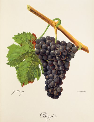 Bregin-Traube von J. Troncy von Jules Troncy