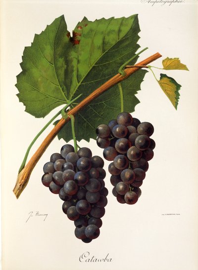Catawba-Traube von J. Troncy von Jules Troncy