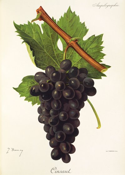 Cinsaut-Traube von J. Troncy von Jules Troncy