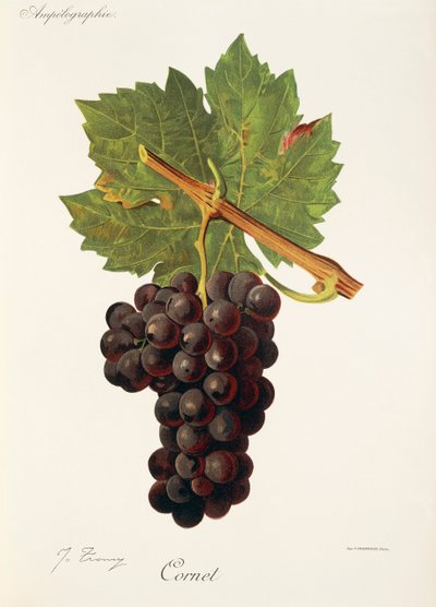Cornet-Traube von Jules Troncy