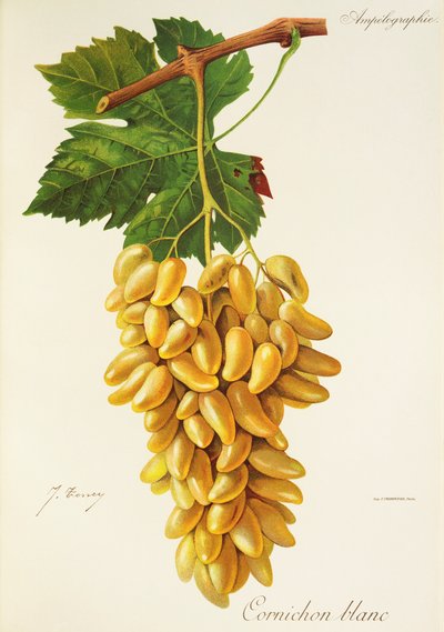 Cornichon Blanc Traube von Jules Troncy