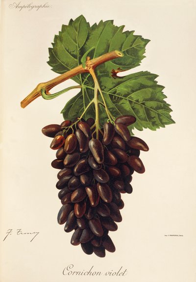 Cornichon Violet-Traube von Jules Troncy