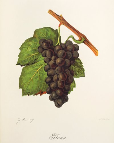 Flona Traube von Jules Troncy