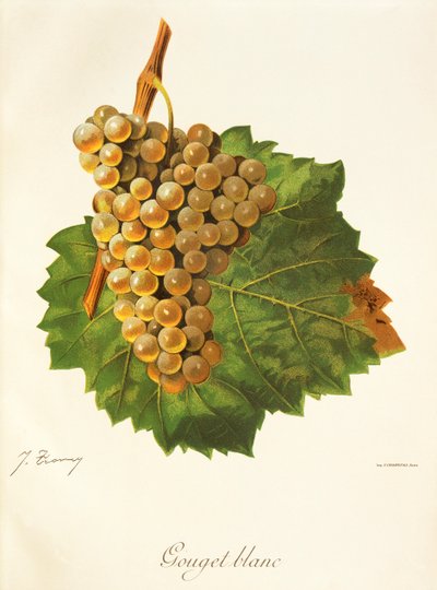 Gouget Blanc Traube von Jules Troncy