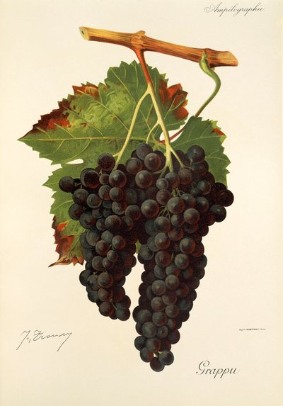 Grappu Traube von J. Troncy von Jules Troncy