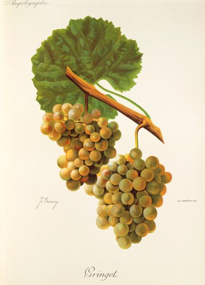 Gringet-Traube von J. Troncy von Jules Troncy