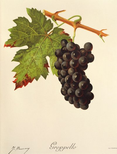 Groppello-Traube von Jules Troncy