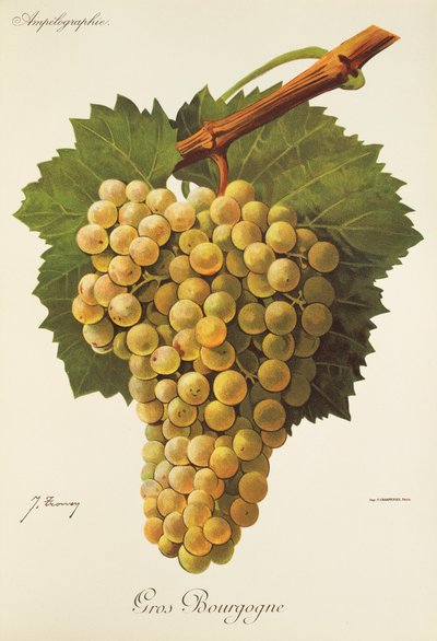 Gros Bourgogne-Traube von Jules Troncy